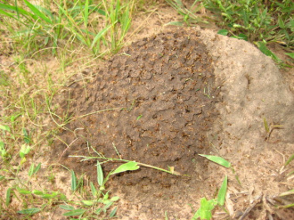 04 Termites En Pleine Construction